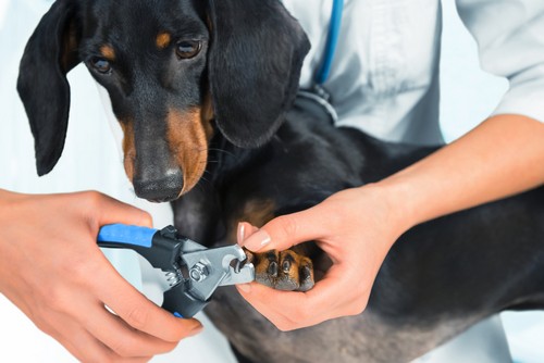 Complimentary Nail Trim Special